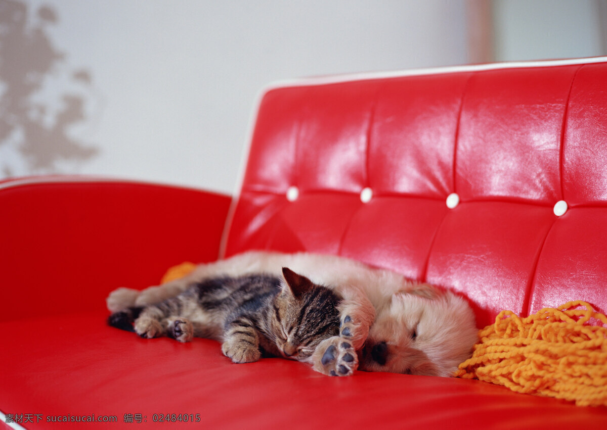 沙发 上 睡觉 猫 狗 小猫 小狗 动物摄影 宠物 可爱的猫 可爱的狗 家猫 猫咪 宠物狗 名犬 名贵犬种 小猫图片 家禽家畜 生物世界 狗狗图片