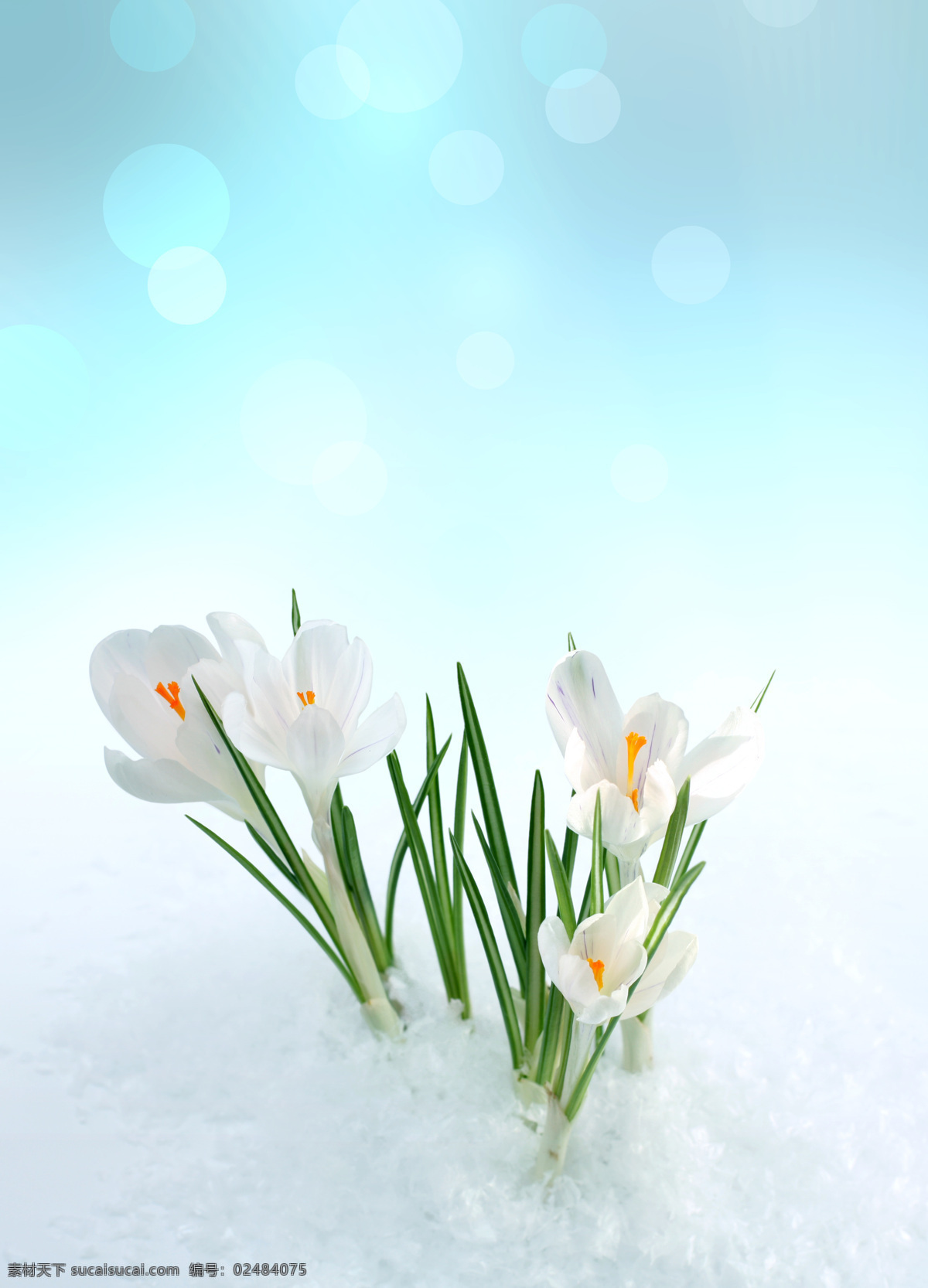 雪 里 鲜花 雪里的鲜花 鲜花背景 花朵 花卉 美丽鲜花 白雪 花草树木 生物世界