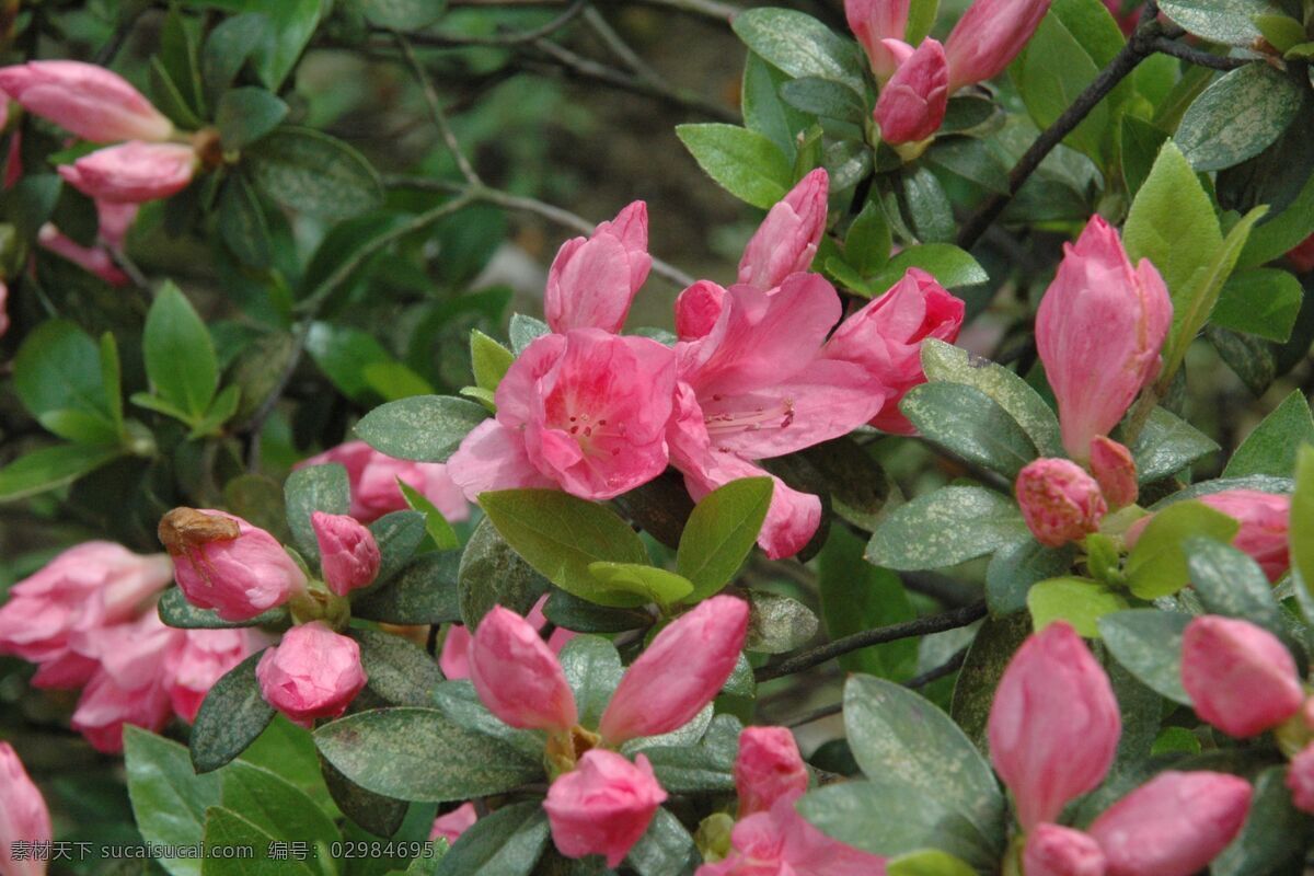 映山红 杜鹃 红花 花苞 阳光 春天 生物世界 花草 摄影图库