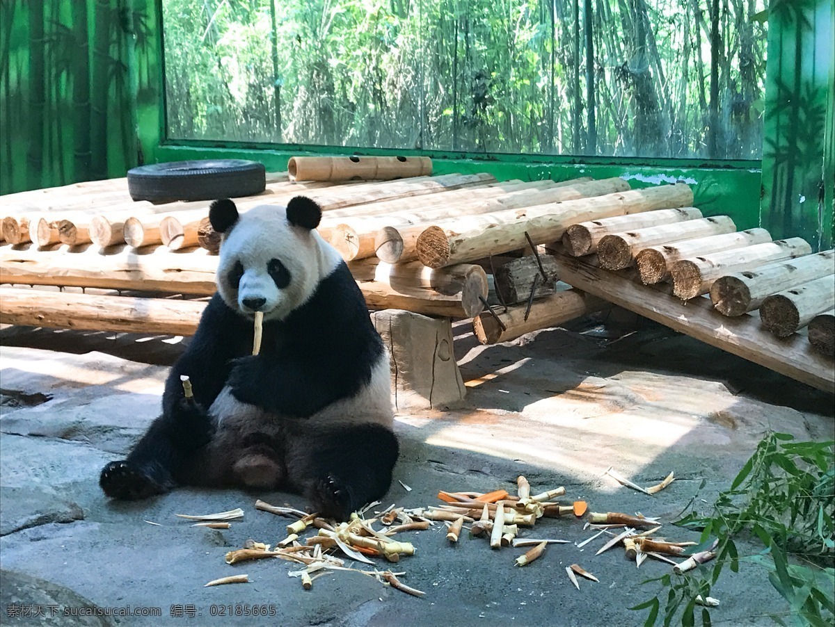 熊猫 动物园 非洲 野生 哺乳 自然 生物 可爱 保护 艺术 背景 插图 时尚 摄影图 生物世界 其他生物