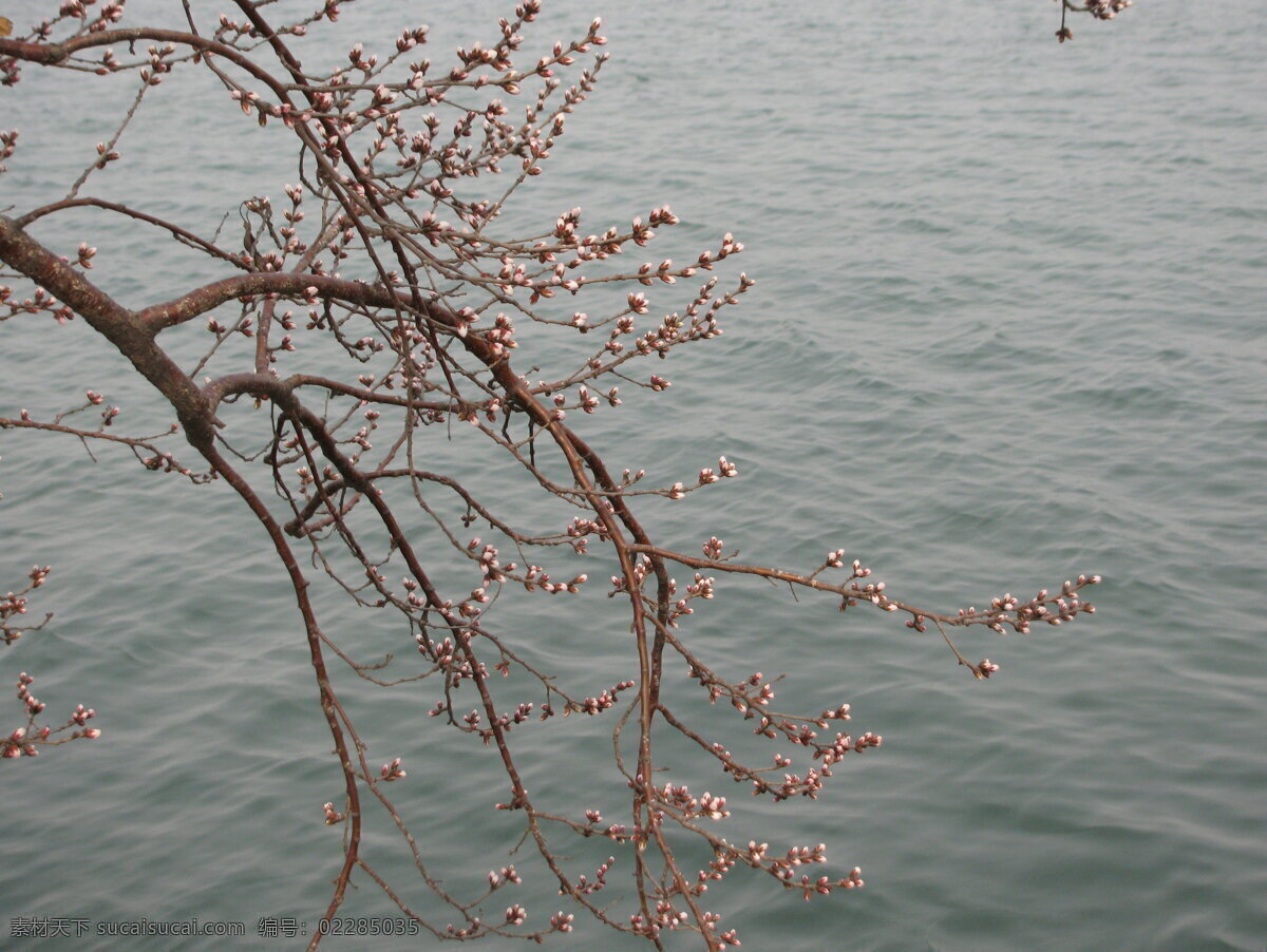 桃花 山桃 春芽 花苞 树枝 花骨朵 自然景观 绿化景观 风景 樱桃杏李 生物世界 树木树叶