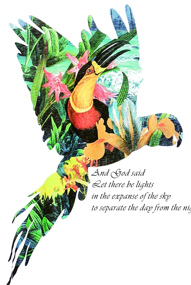 热带鹦鹉 鹦鹉 鸟 动物 热带 森林 文字