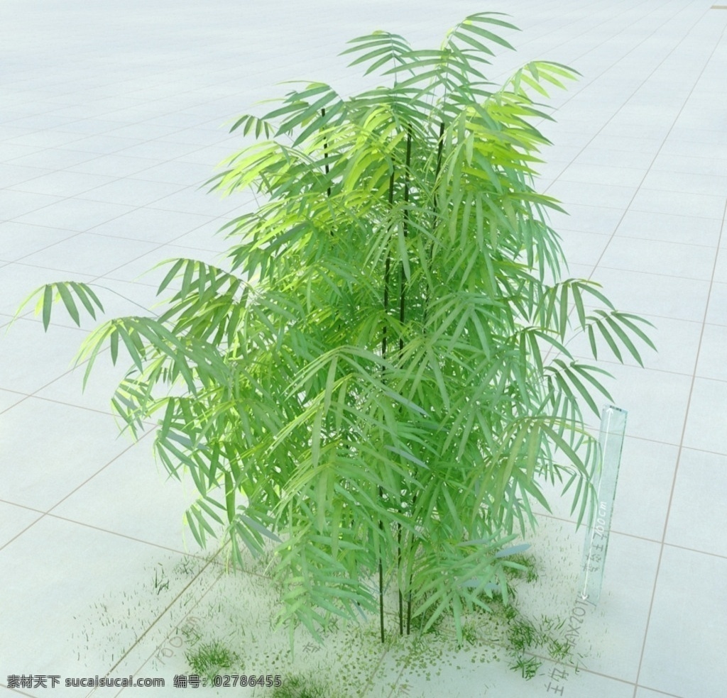 人面竹 罗汉竹 竹子 植物 景观植物 盆栽 vray模型 景观模型 园林植物 室内模型 3d设计 max