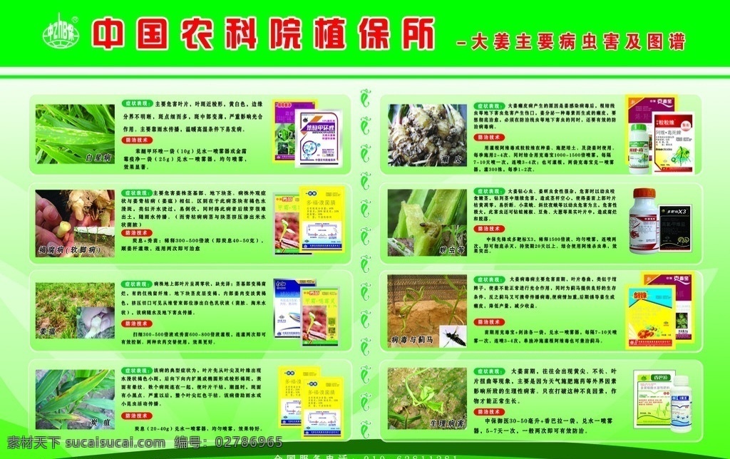 生姜 图谱 防治 姜 主要病虫害 防治方法 主要用药 dm宣传单 广告设计模板 源文件