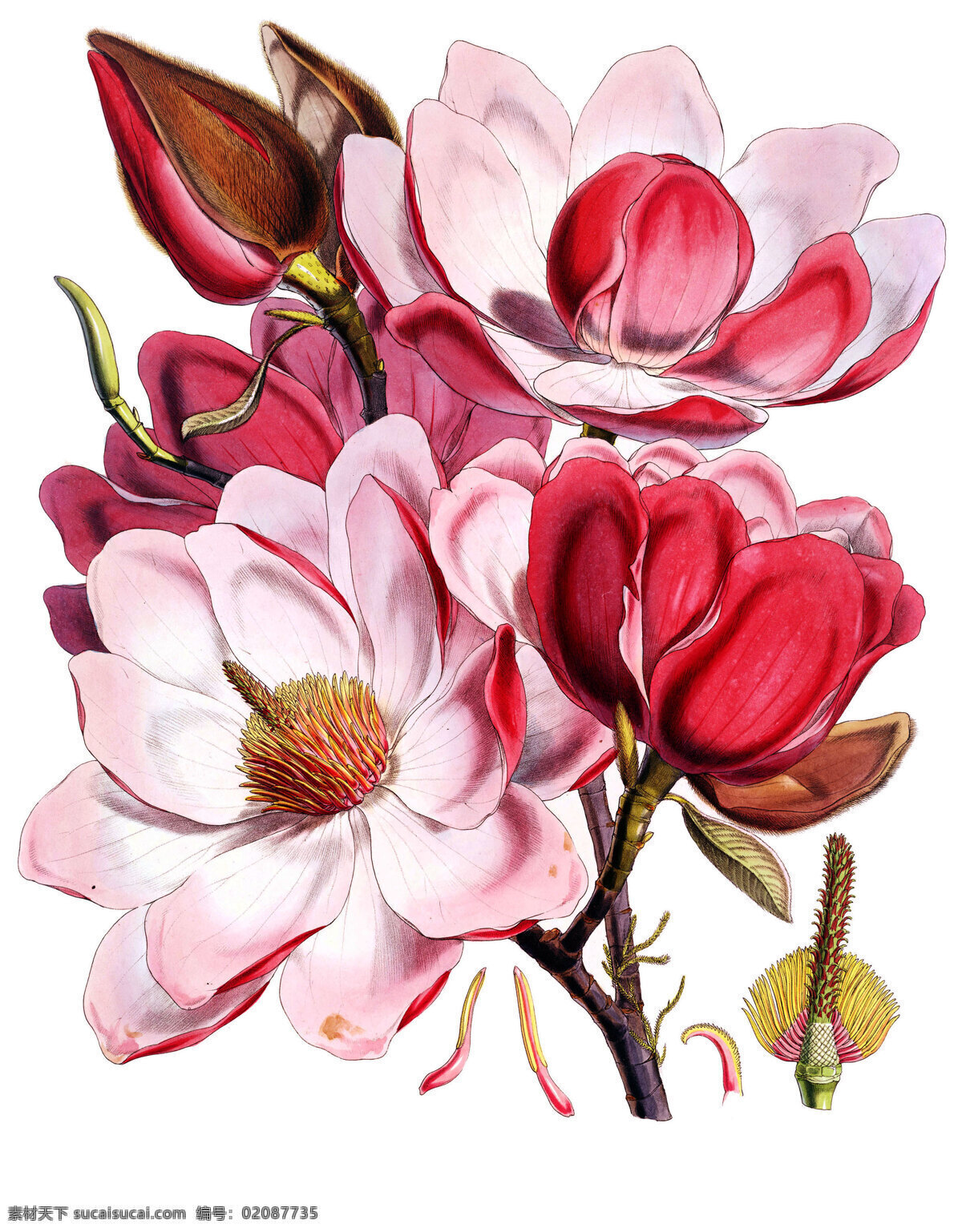 超高清 花卉 手绘 扫描 花 美丽 时尚 生物世界 花草