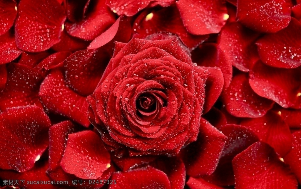 高清 火红 水滴 情人节 玫瑰 自然景观