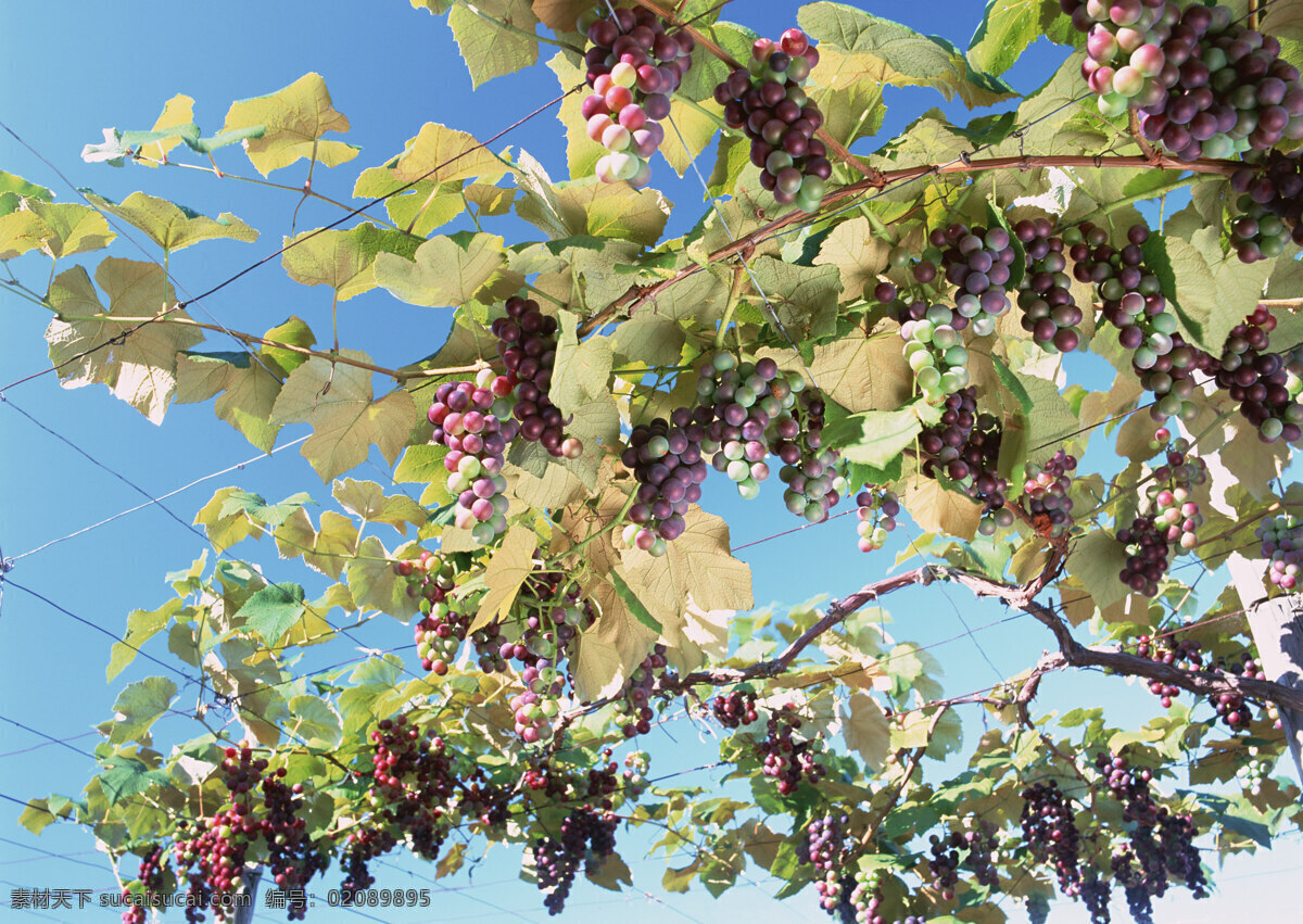 葡萄 葡萄树 紫色 葡萄架 小葡萄 水果 生物世界 蔬菜图片 餐饮美食