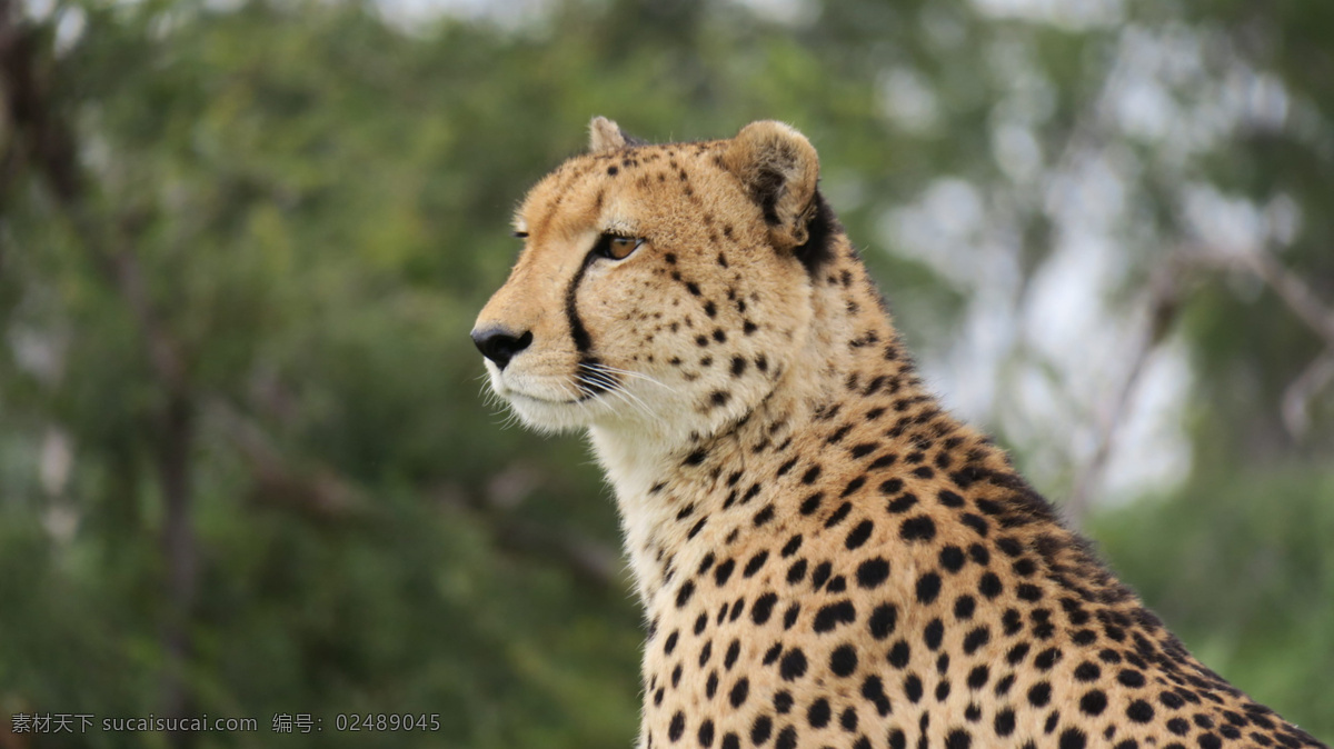 豹子猎豹花豹 豹 豹子 猎豹 花豹 美洲豹 非洲豹 非洲豹子 草原豹子 草原猎豹 速度 生物世界 野生动物