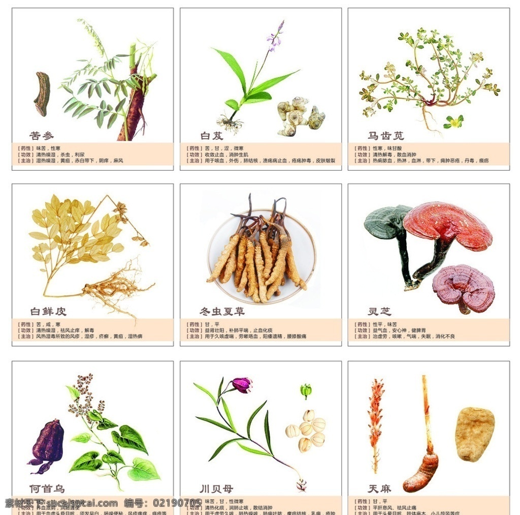 中药图框分类 苦参 白芨 马齿苋 白鲜皮 冬虫夏草 灵芝 何首乌 川贝母 天麻 医疗保健 生活百科 矢量