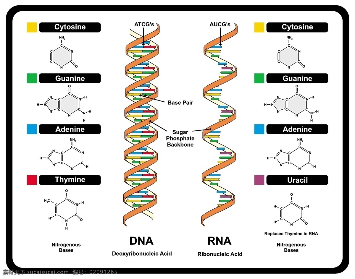 人体 基因 矢量 彩色 dna 矢量素材 设计素材 人 rna