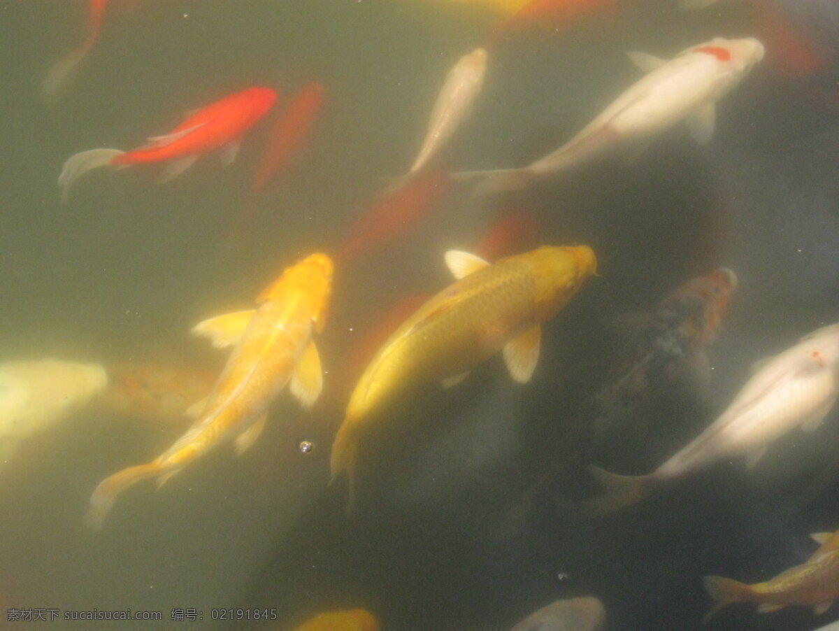 锦鲤 白色 波光 池塘 金色 鲤鱼 生物世界 水波 鱼群 世博园 鱼类