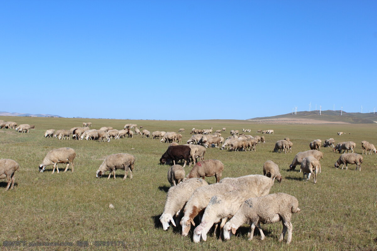 草原 上 吃 草 山羊 动物 天空 自然风光 风景 景区 休闲 旅游 自然风景 自然景观 蓝色