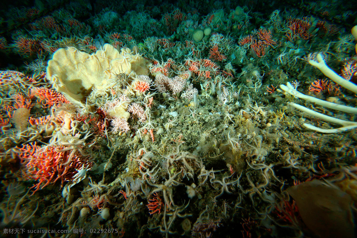 海洋生物 海底世界 海洋 礁石 生物世界 鱼 鱼类 珊蝴礁石 珊蝴 海底景色