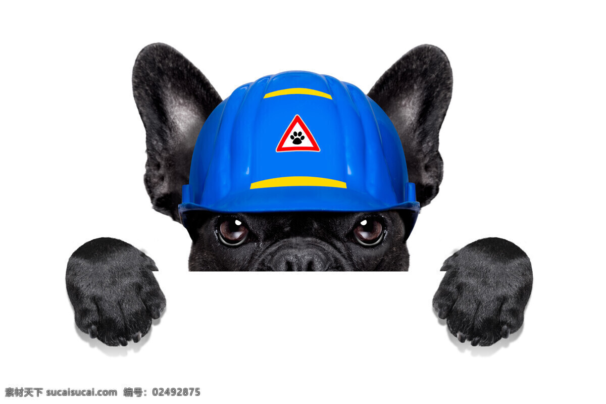 宠物狗 唯美 动物 可爱 宠物 小狗 狗 狗狗 可爱小狗 犬 犬类 斗牛犬 沙皮狗 生物世界 家禽家畜
