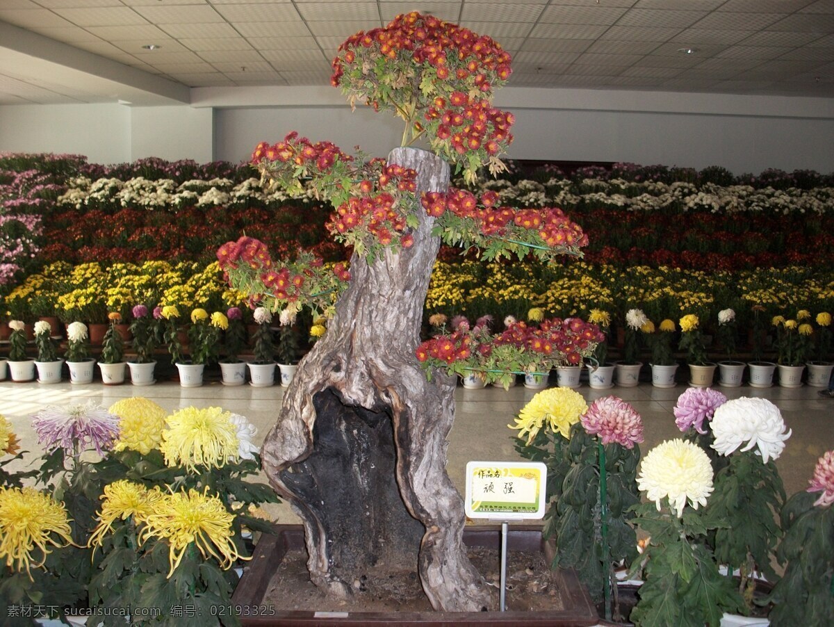 菊花 造型 红色 花草 生物世界 树形 菊花造型 室内展览 菊花展 装饰素材 展示设计