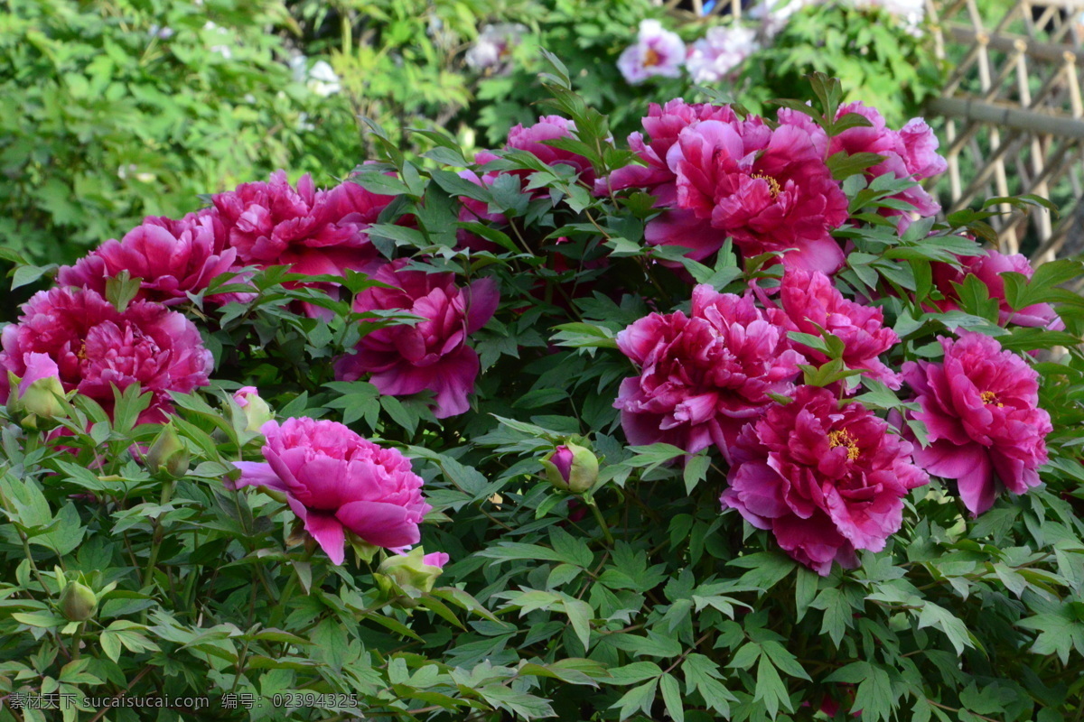 牡丹花 牡丹 鼠姑 木芍药 百雨金 洛阳花 花卉 花儿 花草 植物 园林绿化 绿化景观 花朵 花蕊 牡丹园 园艺 富贵牡丹 芍药牡丹 生物世界