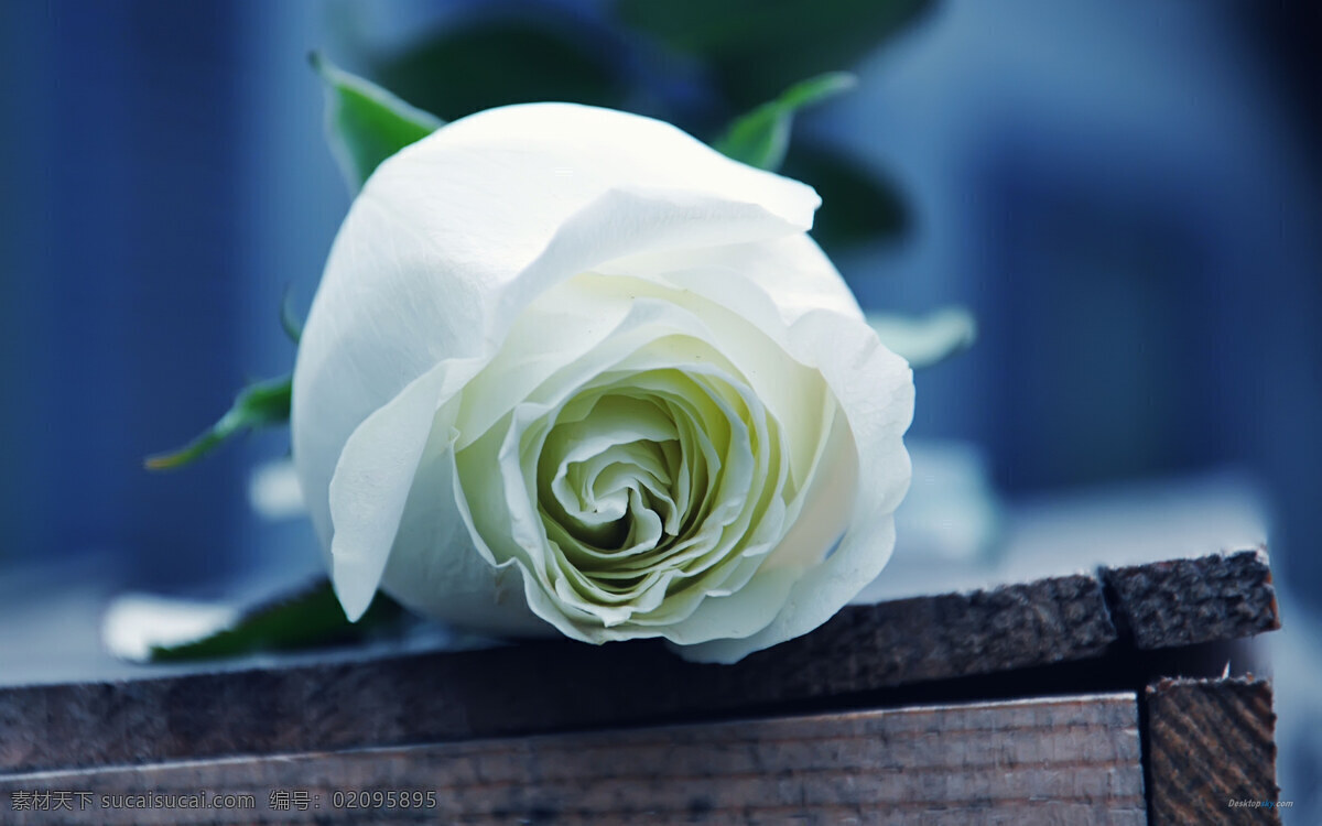 白色 玫瑰花 高清 花朵 花卉 花草 花枝 唯美