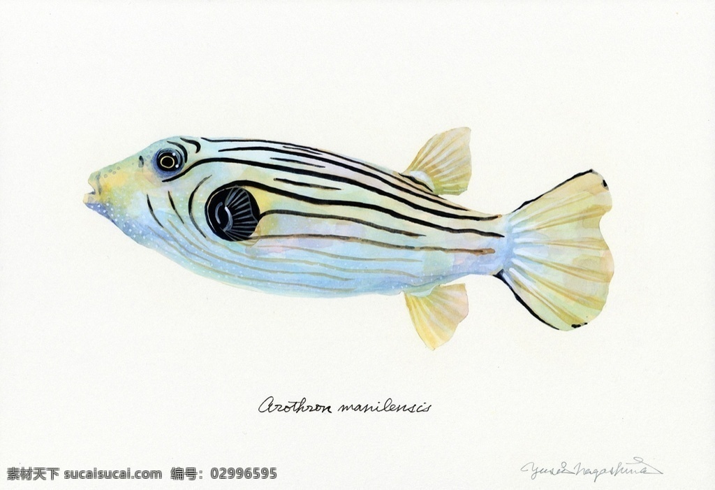 海洋鱼类 水彩 插画 油画 颜料涂鸦 花纹拼接 金鱼 海鲜 欧美水彩 小清新 植物 动物手绘 装饰画 北欧风格 抽象画 风格绘画 参考素材 装饰画芯 艺术画 鱼类 虾 贝壳 海洋生物 热带鱼 五彩斑斓 文化艺术 绘画书法