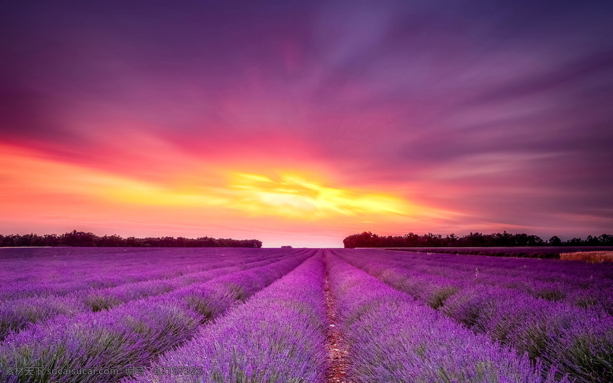 薰衣草 花田 风景画 壁画 玄关 壁纸 天空 夕阳 紫色 花朵 高清 背景