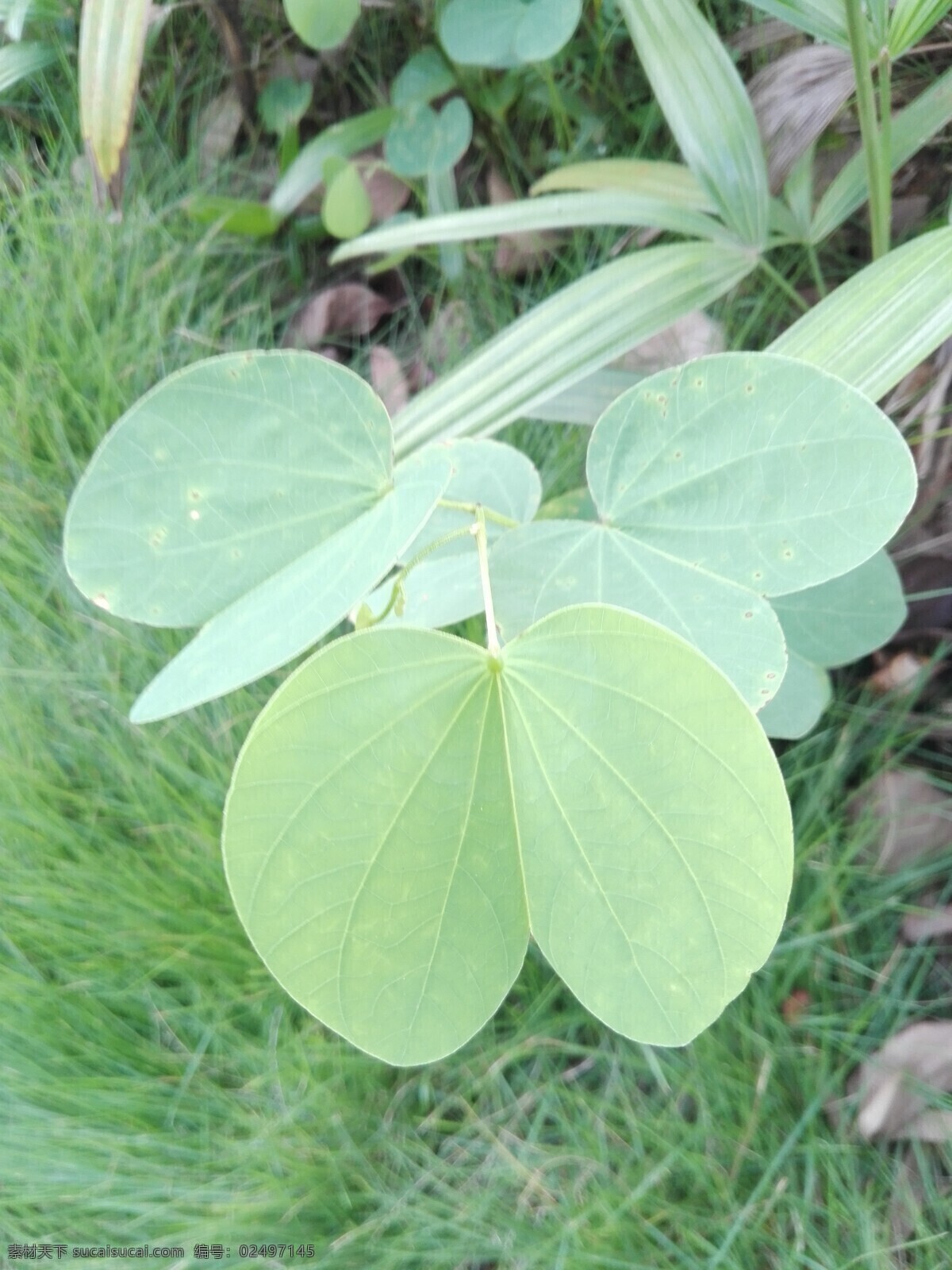 洋紫荆 叶子 羊蹄甲叶子 洋紫荆叶子 树叶 生物世界 树木树叶