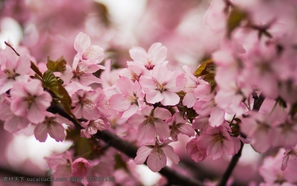 桃花 花 树 春天 桃李 樱花树 桃花树 花朵 花卉 自然 美丽 粉花 背景 摄影图 生物世界 花草 树木植物
