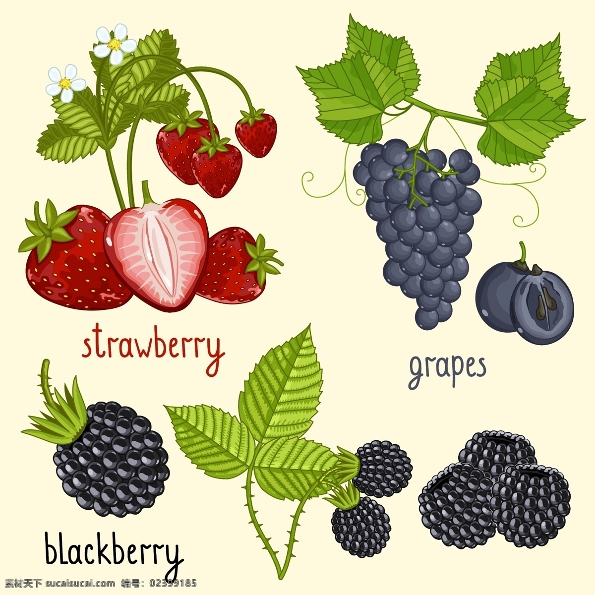 手绘 新鲜 水果 插画 草莓 葡萄 树莓