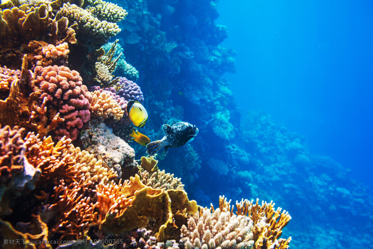 珊瑚 鱼类 海底世界 鱼群 鱼类动物 海洋生物 生物动物 水生物 大海图片 风景图片