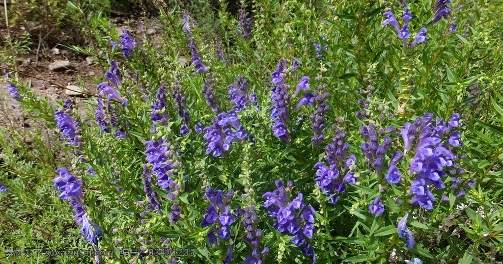 黄芩 花卉 花朵 蓝色 蓝色花 野花 观赏