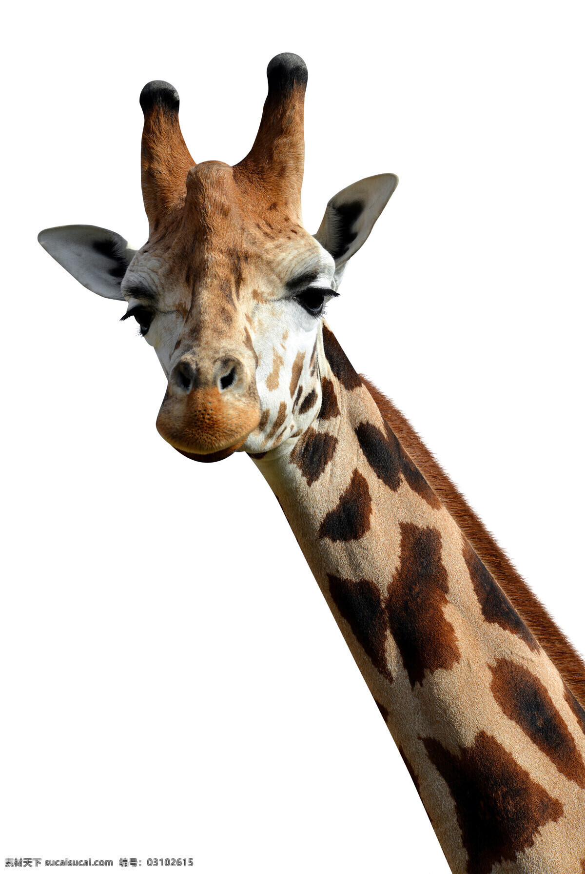 长颈鹿 鹿 长脖鹿 草原 绿草 非洲 草原地带 陆生动物 草食动物 动物 生物世界 野生动物