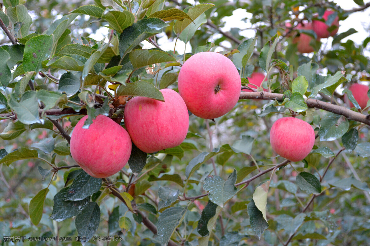陕西 洛川 红富士 苹果 果园 红苹果 富士苹果 洛川苹果 陕西苹果 红富士苹果 水果 生物世界 苹果园 枝头苹果