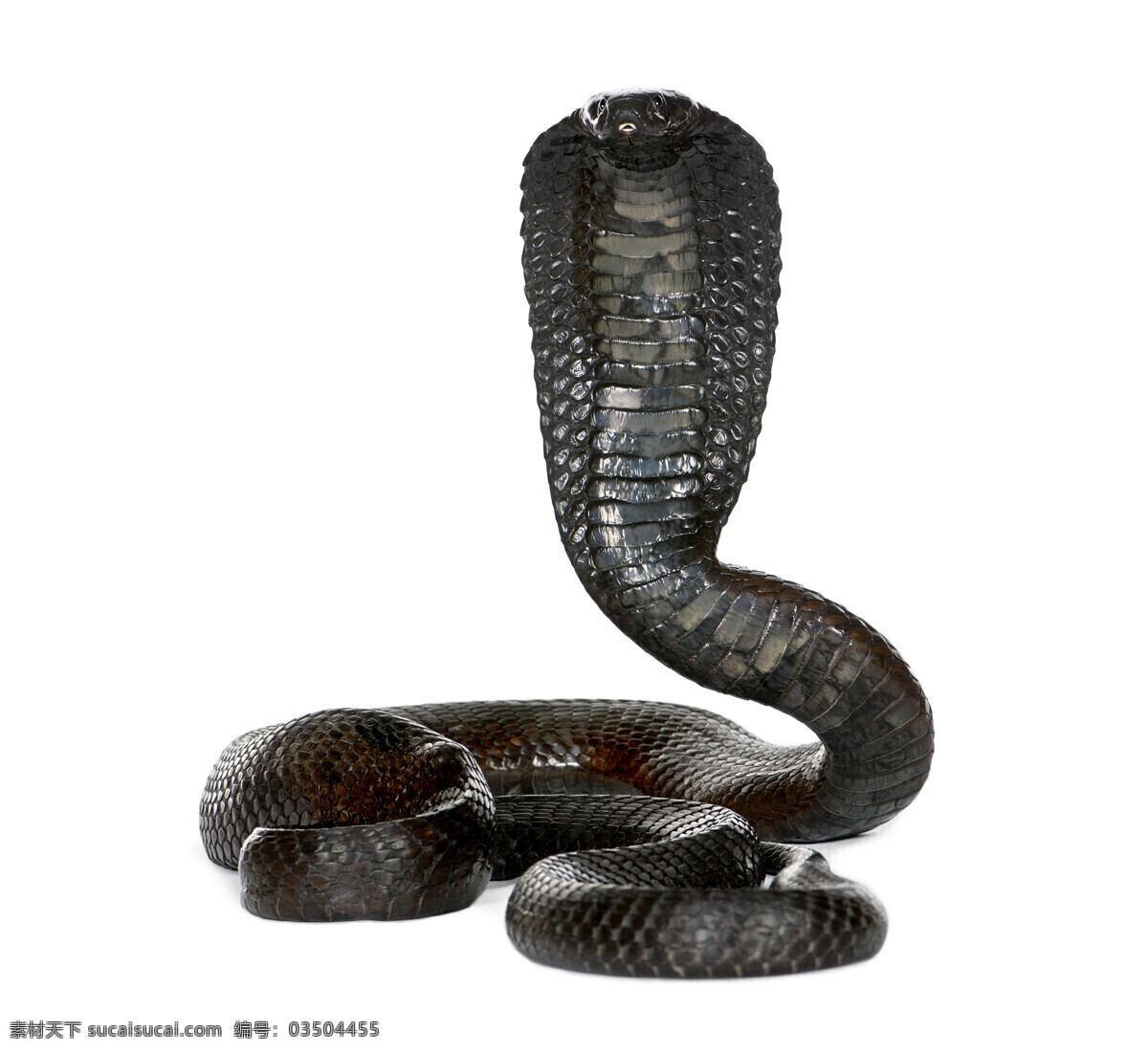 眼镜蛇 毒蛇 动物世界 野生动物 陆地动物 生物世界