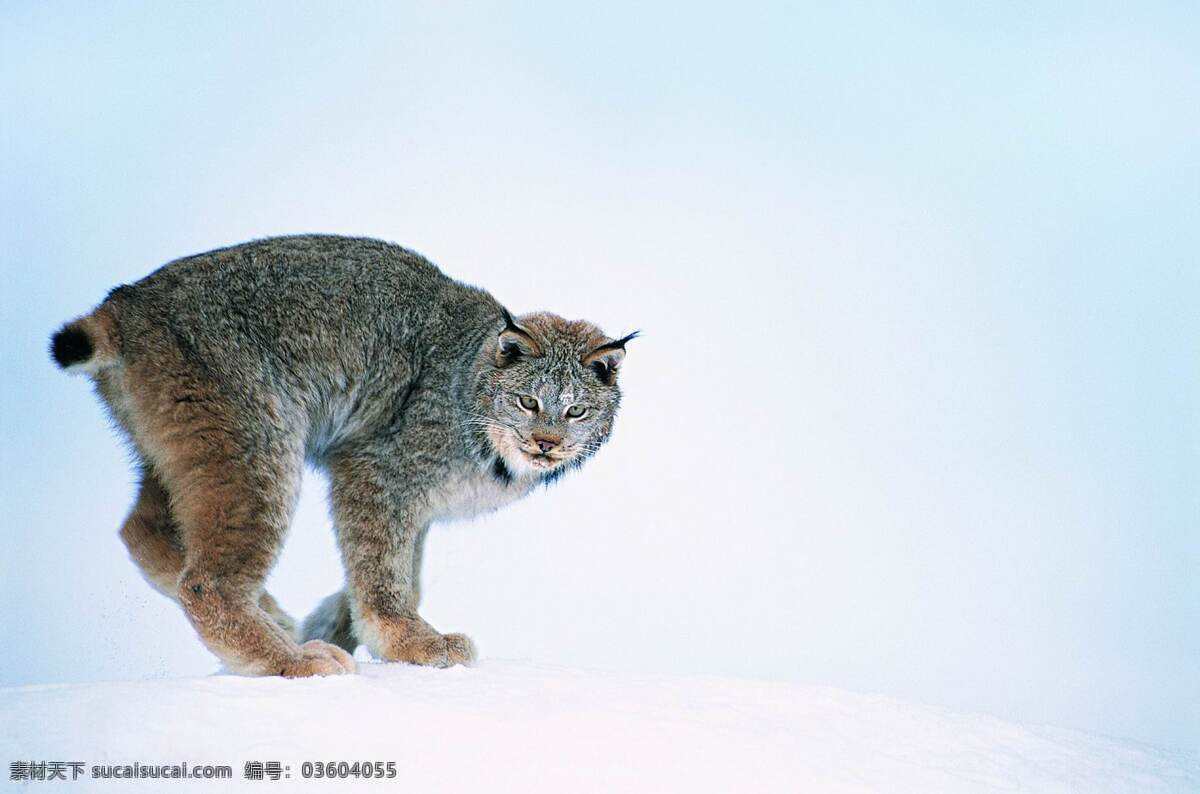 山猫 凶猛动物 世界动物 四脚动物 生物世界 野生动物 动物 摄影图库