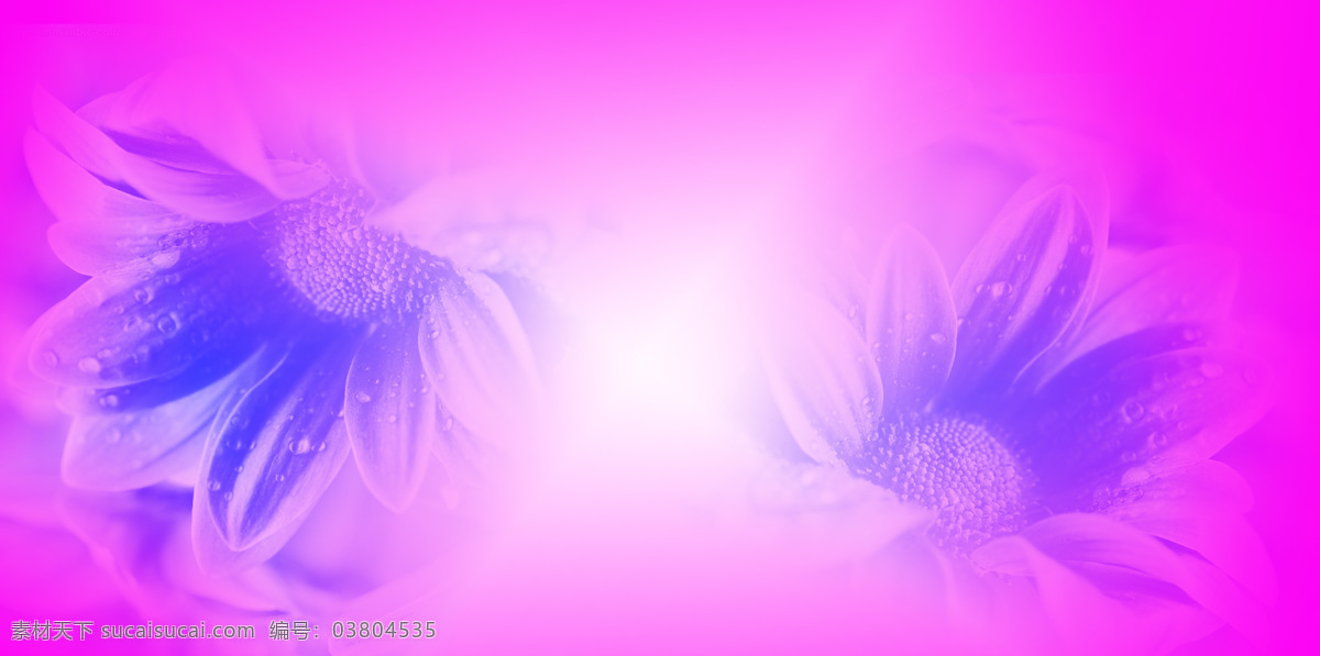 葵花 背景图片 花 紫色 光 渐变 紫花 背景底纹 底纹边框