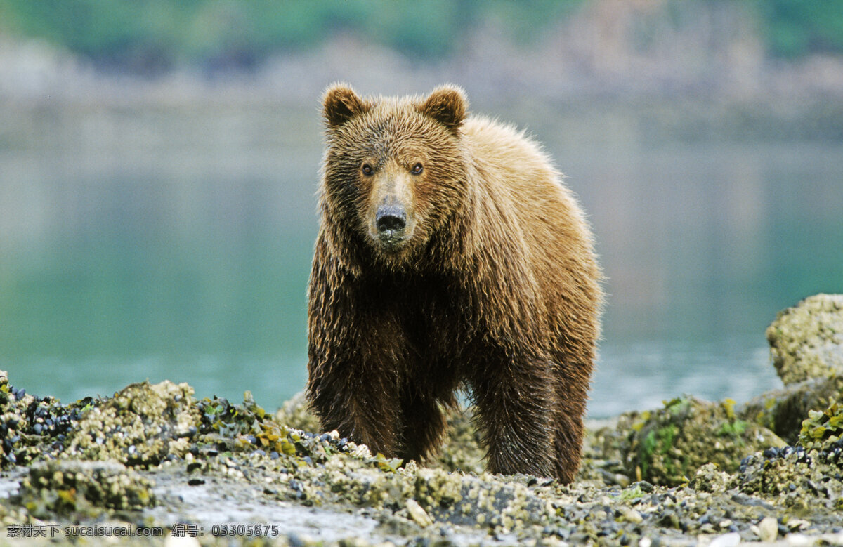 湖边的棕熊 脯乳动物 保护动物 熊 狗熊 棕熊 野生动物 动物世界 摄影图 湖水 湖泊 陆地动物 生物世界 黑色