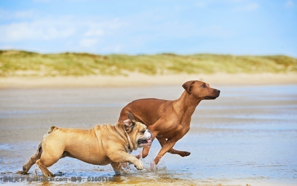河边 奔跑 两 条 狗 奔跑的 两条 狗狗 家养的宠物 家禽家畜 生物世界