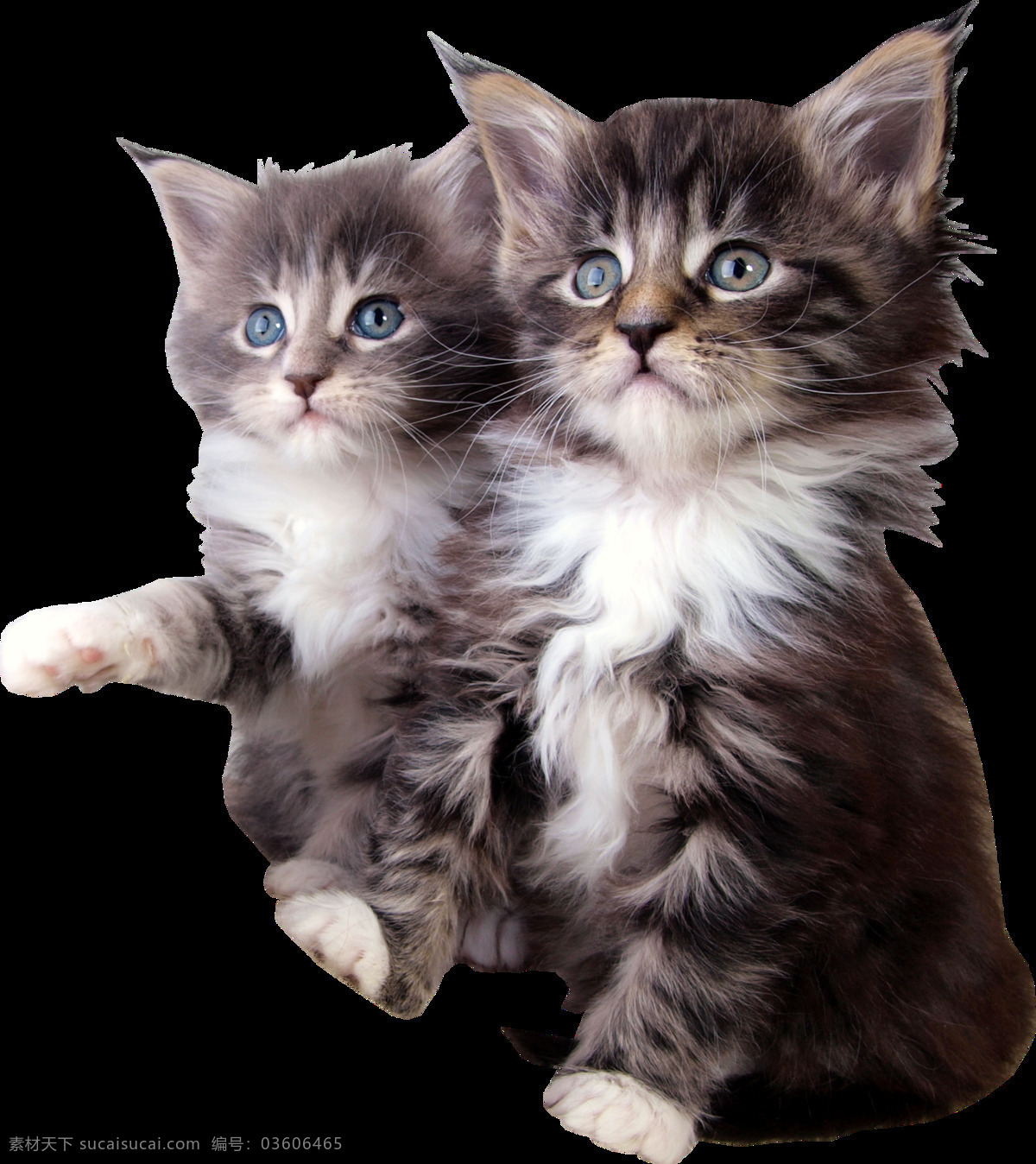 手绘 两 只 灰色 可爱 猫咪 透明 动物 家养 温驯 敏捷 乖巧 透明素材 免扣素材 装饰图片