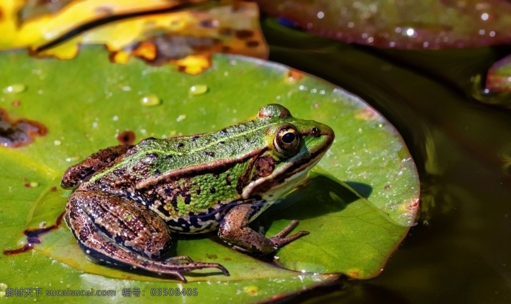 青蛙图片 青蛙 田鸡 小青蛙 稻田青蛙 保护动物 野生动物 生物世界