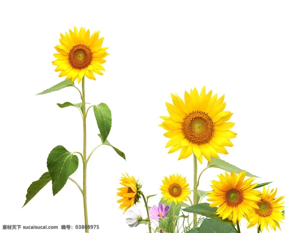 向日葵素材 鲜花 植物 花朵 花朵素材 葵花 向阳花 黄色 花卉 盛开 太阳花 向日葵花瓣