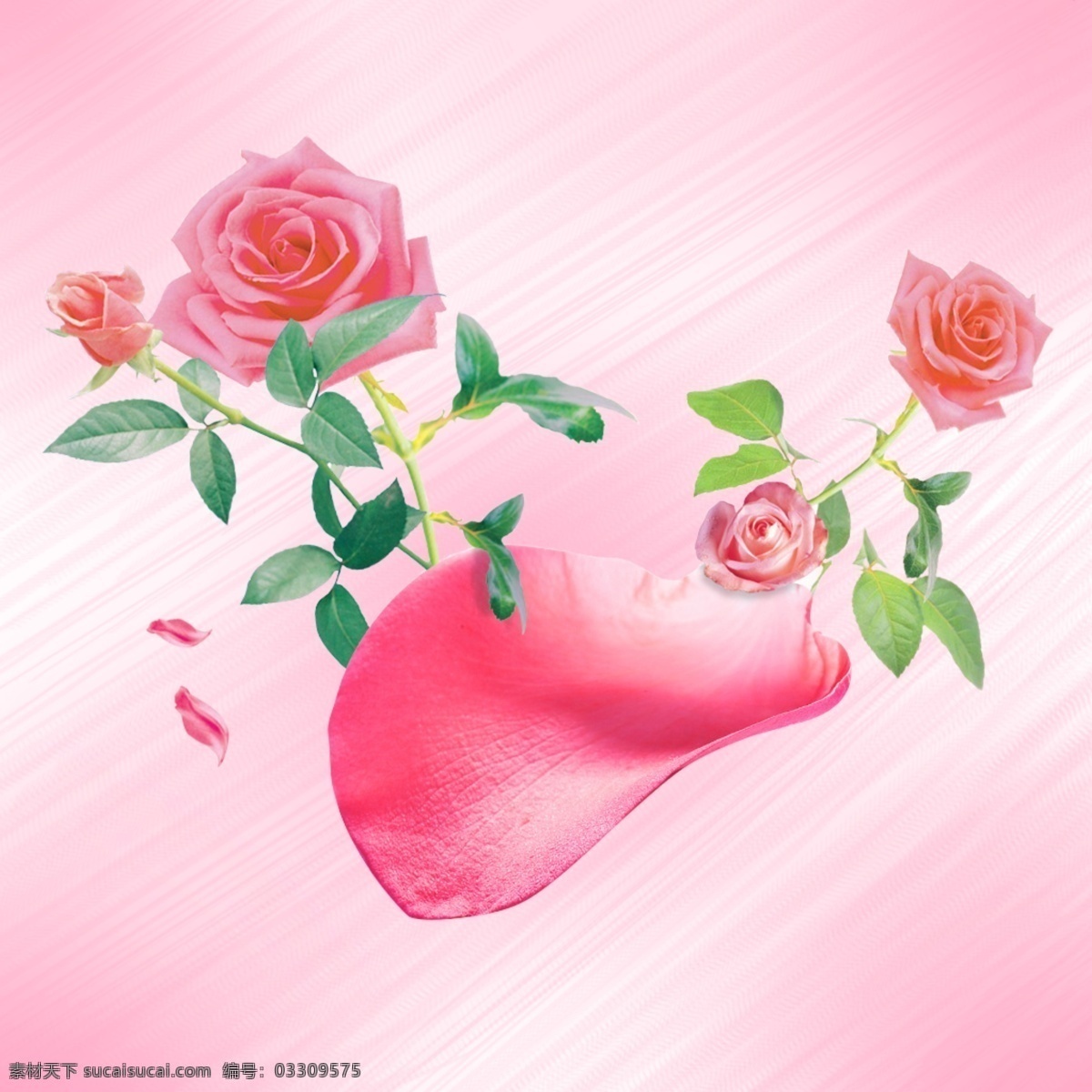 线条 粉色背景 花朵 玫瑰花 花瓣