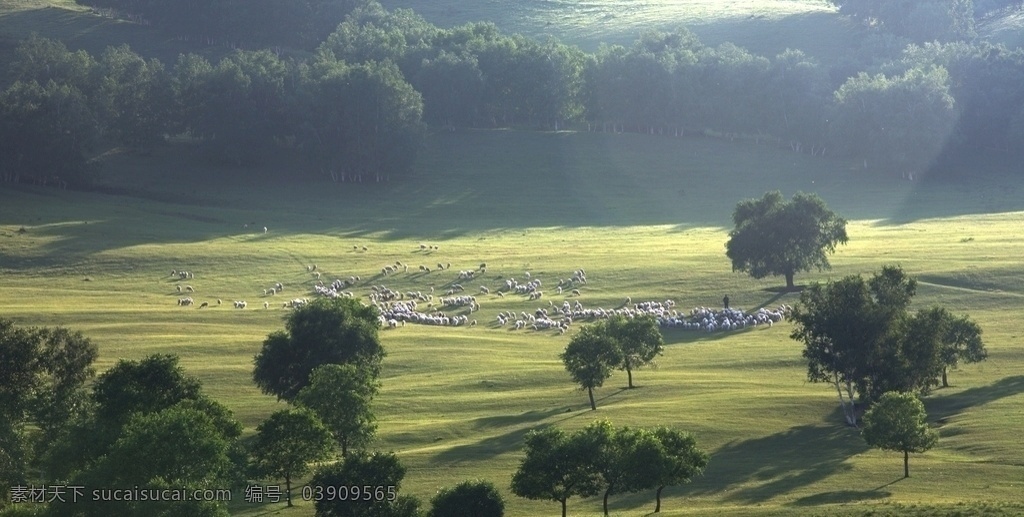 关山草原 关山牧场 牛羊 树 草原 背景 自然景观 自然风景