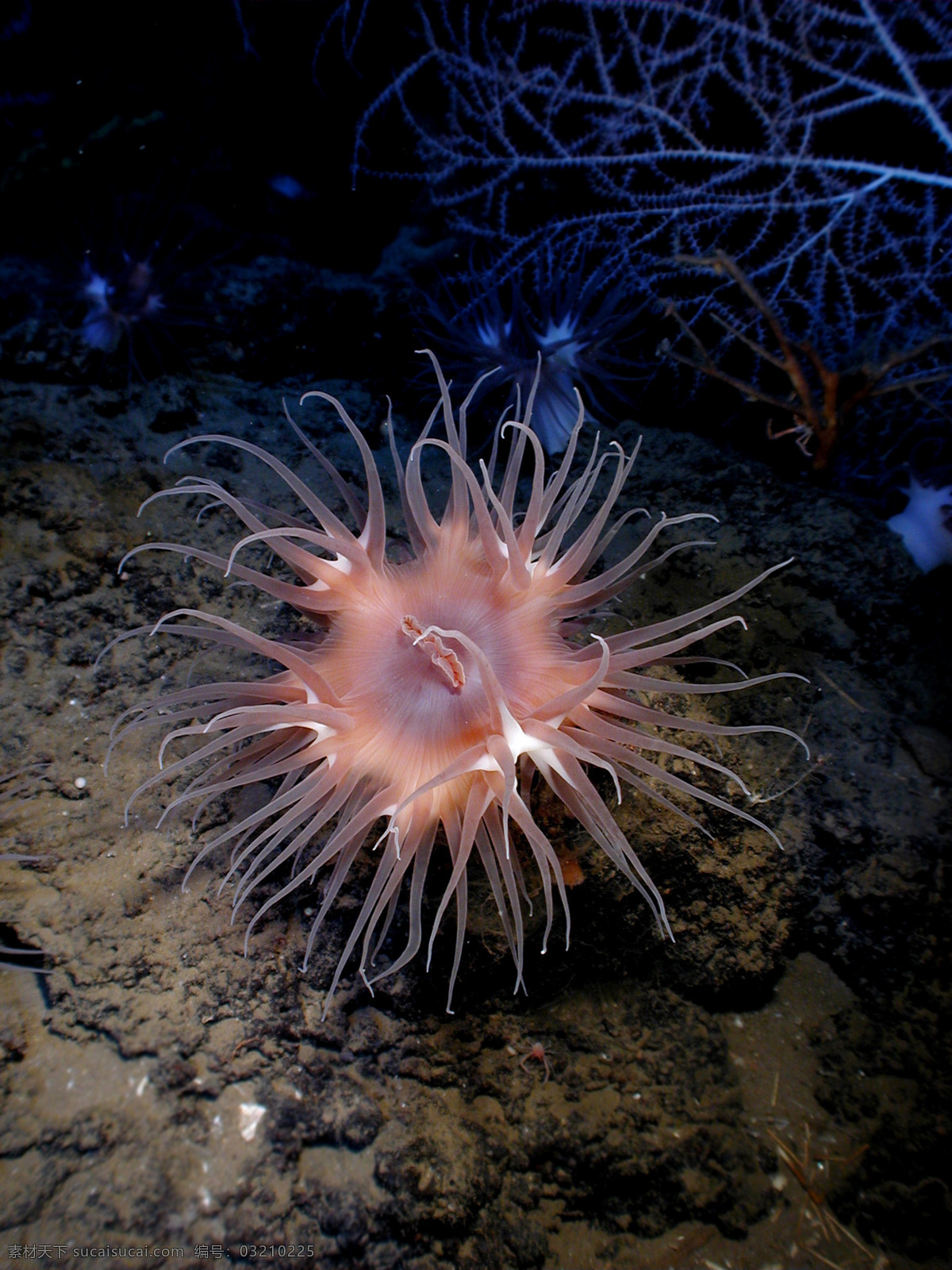 甲胄海葵 海葵 生物 动物 海洋 无脊椎动物 海洋生物 生物世界