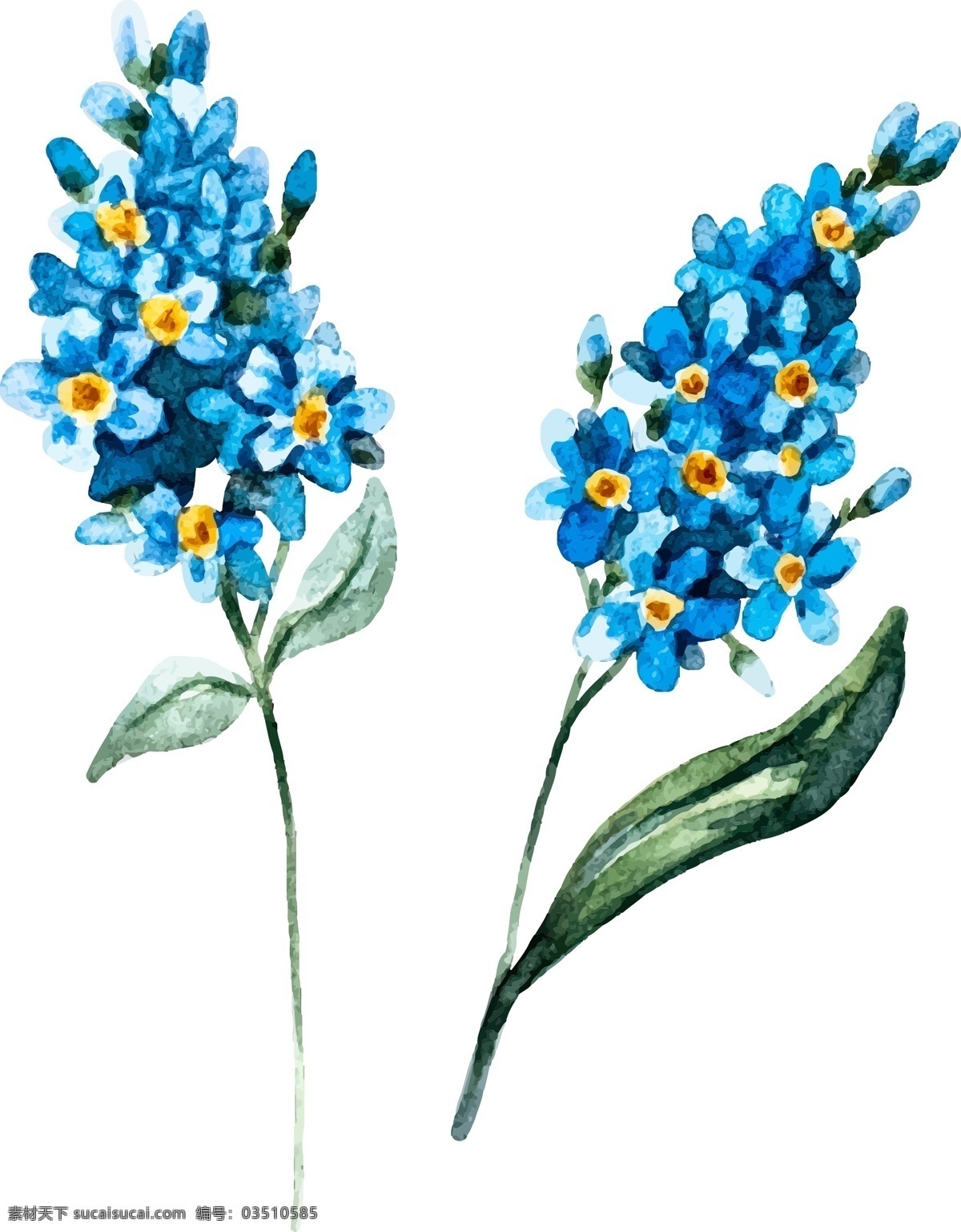 水彩 束 野花 蓝色小花 野花素材 必备 水彩野花 手绘图案 手绘野花