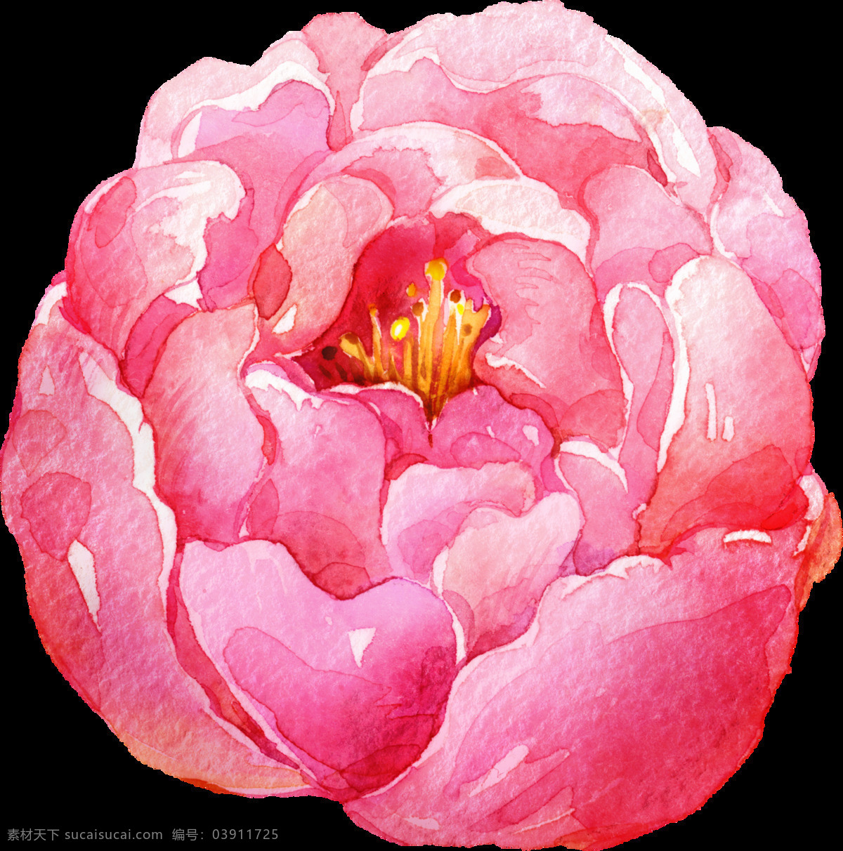 手绘 水彩 鲜花 透明 合集 免 扣 白色 插画 粉色 花瓣 花苞 花朵 花卉 花蕊 黄色 橘色 卡通