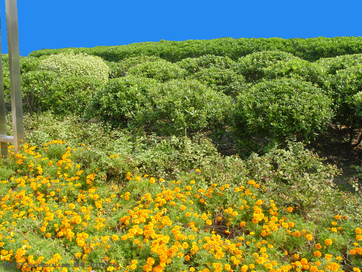 园林植物草坪 植物素材 园林素材 黄色