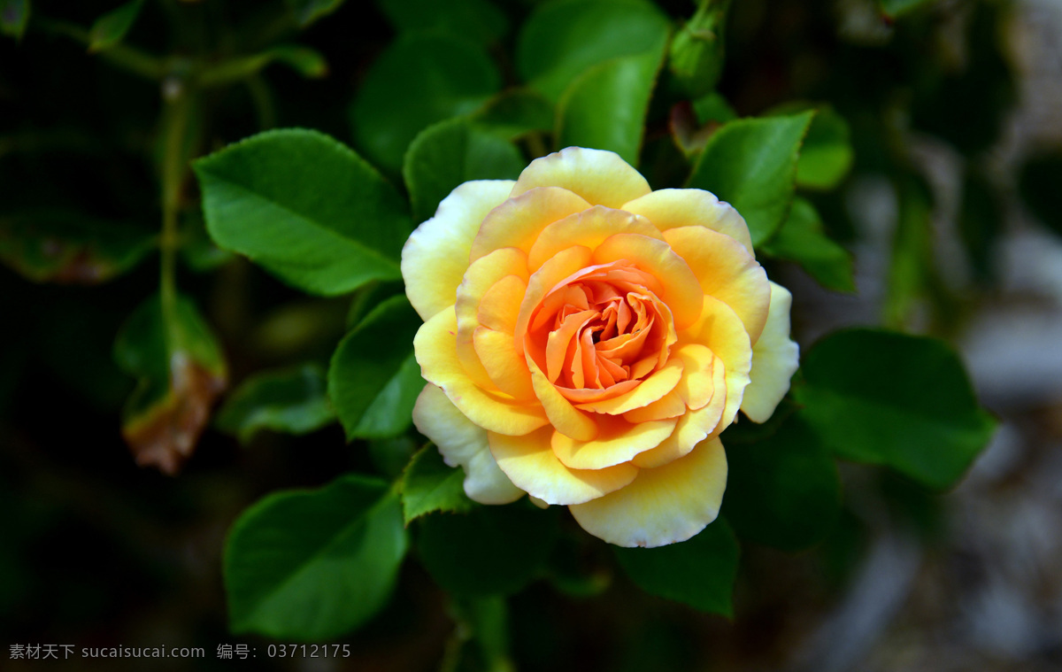 位图免费下载 服装图案 花朵 数码照片 位图 植物摄影 写实花卉 面料图库 服装设计 图案花型