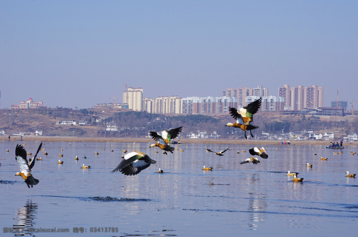 威宁 草海 野鸭 飞翔 起飞 摄影图库 自然风景 自然景观 威宁草海野鸭 威宁草海 空中舞蹈 psd源文件