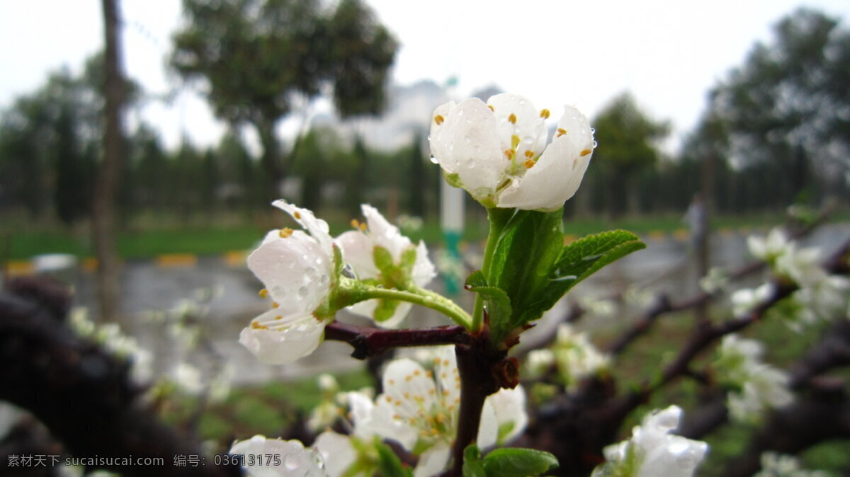 白花 春天 花草 梨花 生物世界 水滴 校园 梨花带雨 陕西师范大学 雨水 含苞待放 新锐 花花绿绿