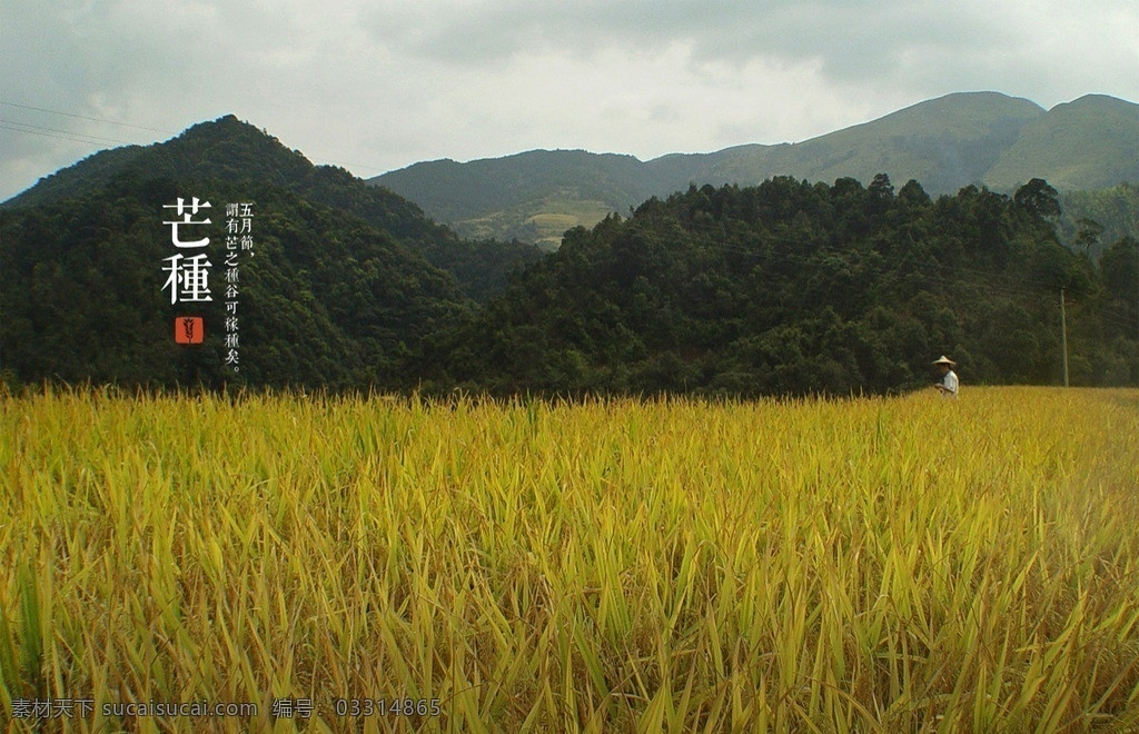 二十四节气 芒种 张春摄影作品 自然风光 自然景观 转载 请 注明 出处 作者