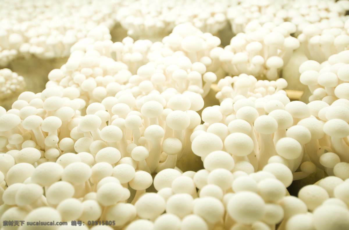 蘑菇 片磨 菌 饭店菜谱 海报超市 平菇香菇 食用菌 种植菌 菇类白茶树菇 生物世界 蔬菜