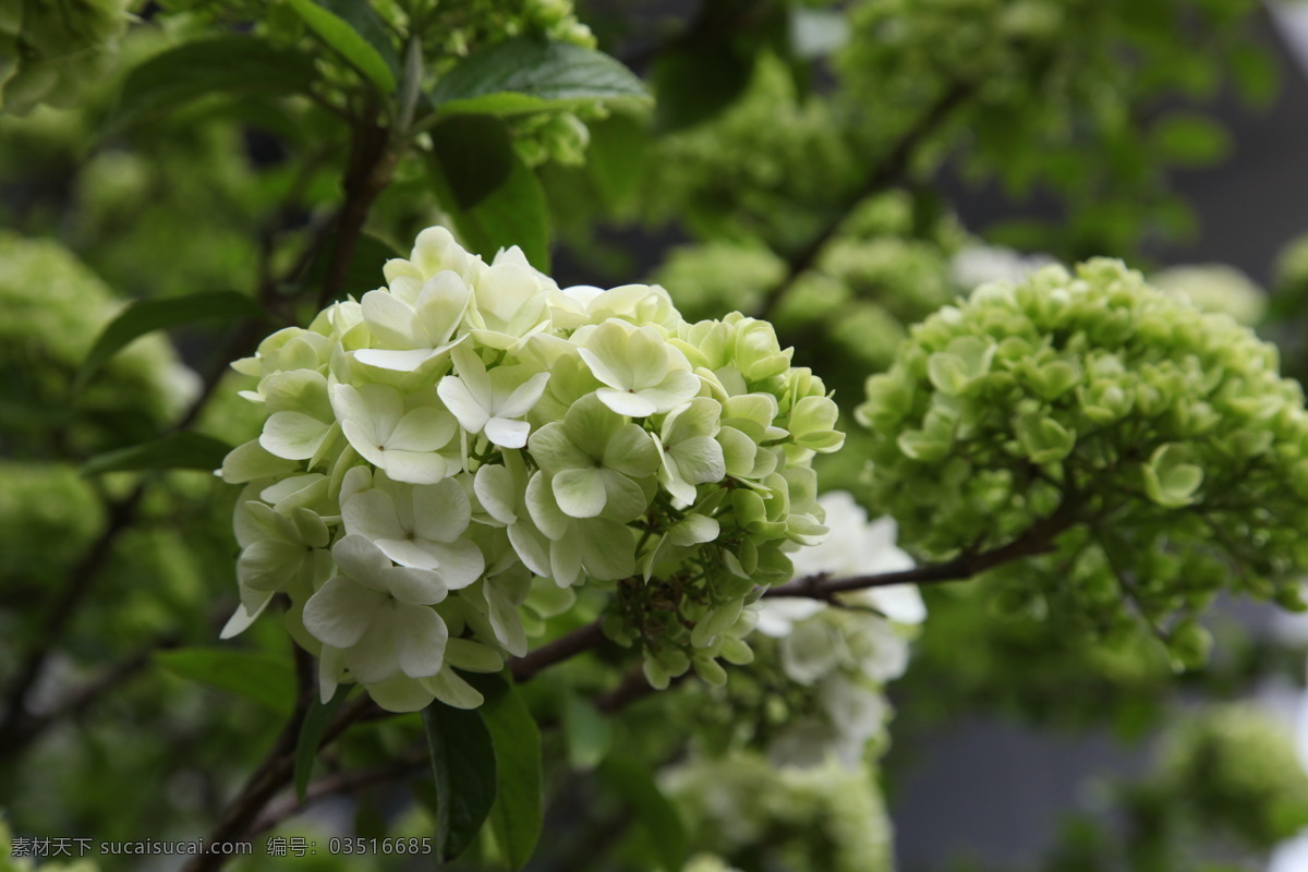 绣球 春天 花草 生物世界 特写 木本花 米白色花 矢量图 日常生活